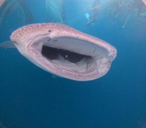 Whale Shark Experience
