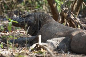 Komodo Island
