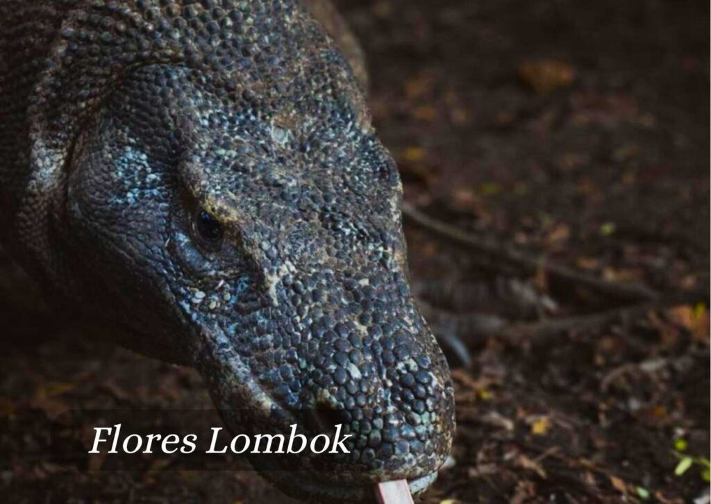 Komodo Tour 4 Days 3 Nights from Flores to Lombok